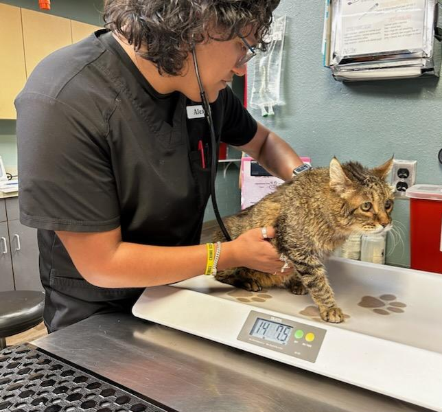 Feline Behavior Handouts